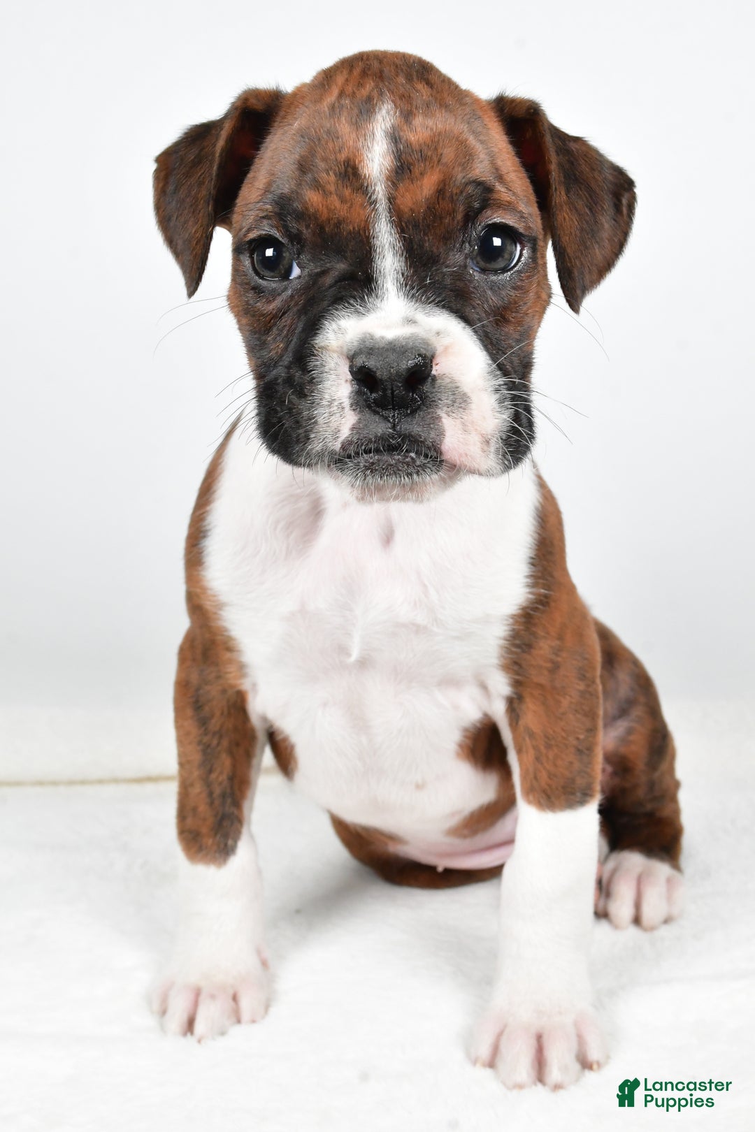 Boxer dogs for sale: Bella - Ad 7