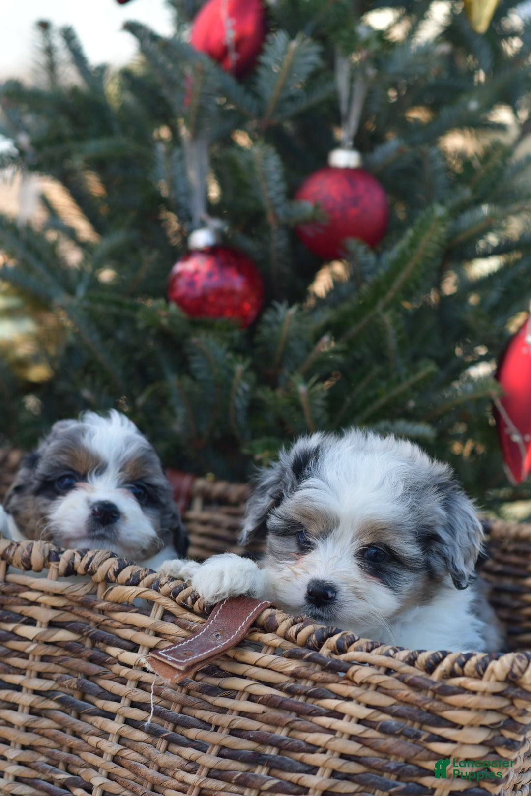 Mini Aussiedoodle dogs for sale: Cash - Ad 49