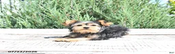 Yorkshire Terrier dogs for sale: Duke - Ad 2