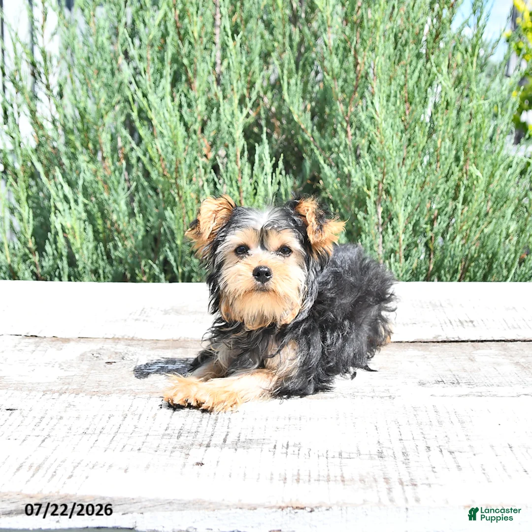Yorkshire Terrier dogs for sale: Duke - Ad 2