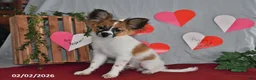 Papillon dogs for sale: Oliver - Ad 6