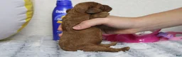 Cockapoo dogs for sale: Natalie - Ad 4