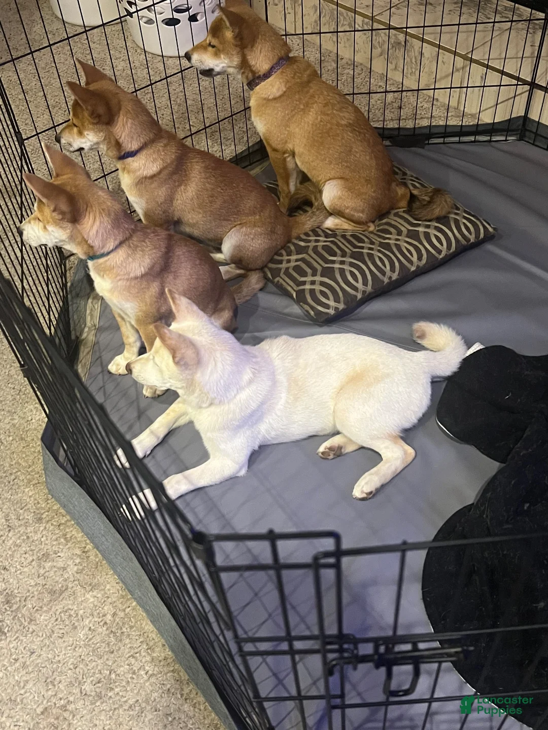 Shiba Inu dogs for sale: Mochi - Ad 5