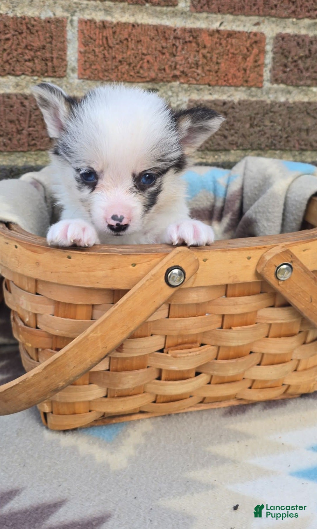 Welsh Corgi Pembroke dogs Welsh Corgi Pembroke Puppy 2 - Ad 1