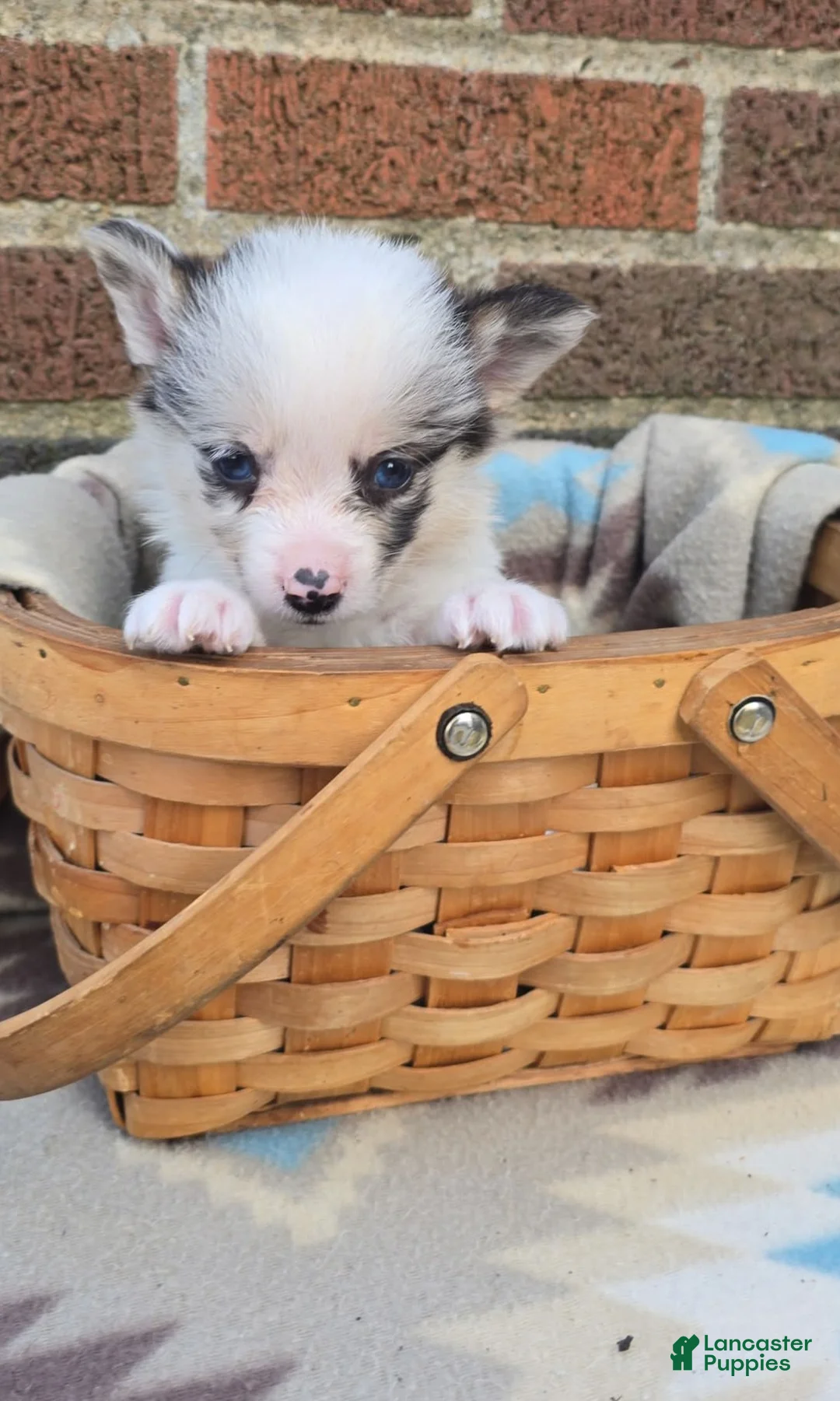 Welsh Corgi Pembroke dogs for sale: Welsh Corgi Pembroke Puppy 2 - Ad 1