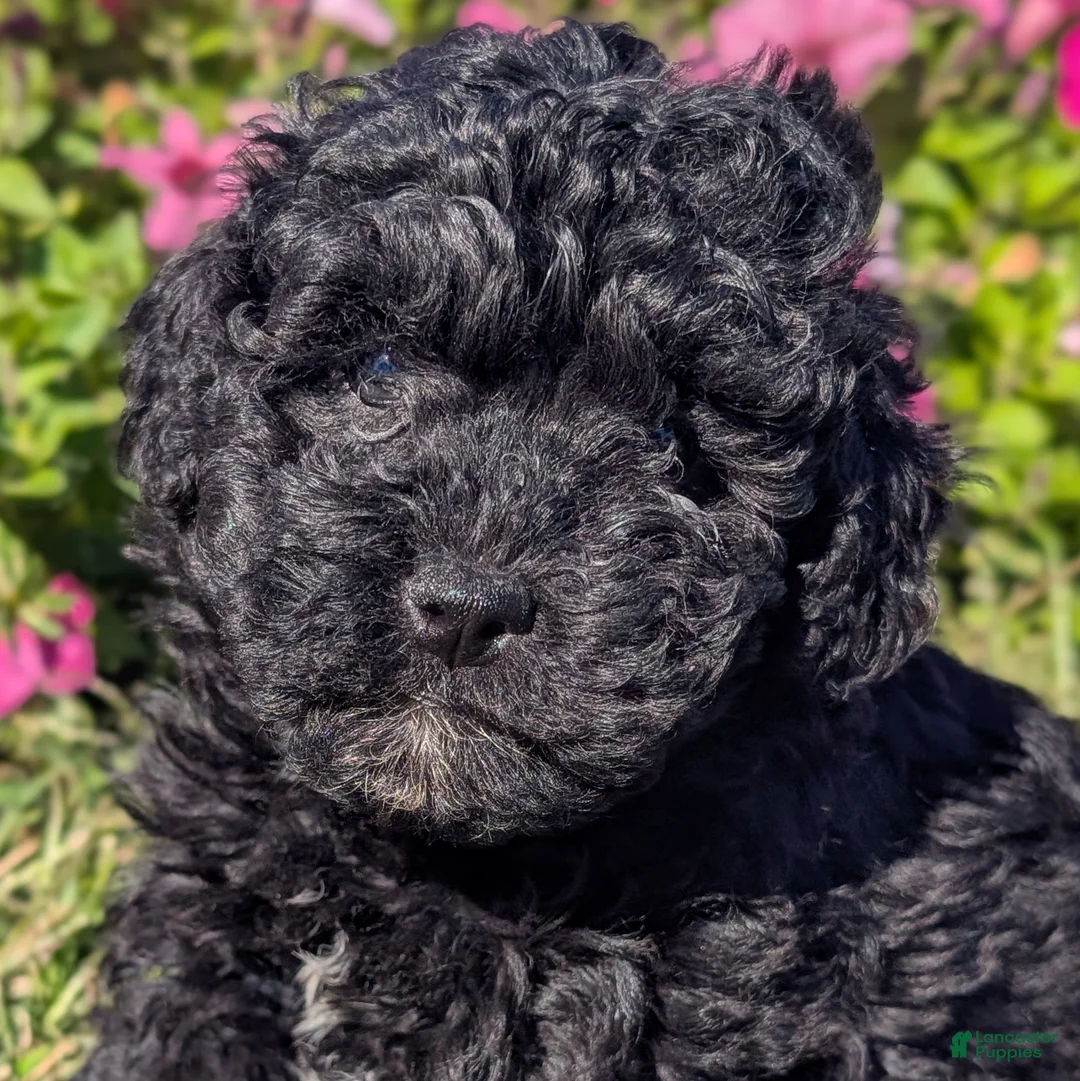 Toy Poodle dogs for sale: Oreo - Ad 1