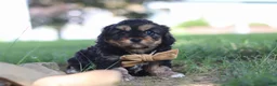 Cavapoo dogs for sale: Logan - Ad 3