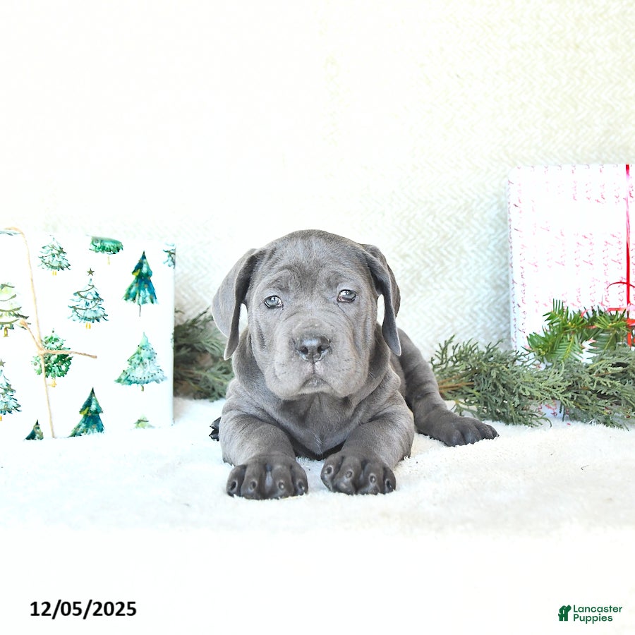 Cane Corso dogs Nova - Ad 3