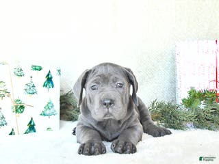 Cane Corso dogs Nova - Ad 18
