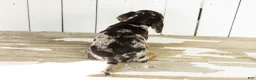 Miniature Dachshund dogs for sale: Otis  - Ad 5