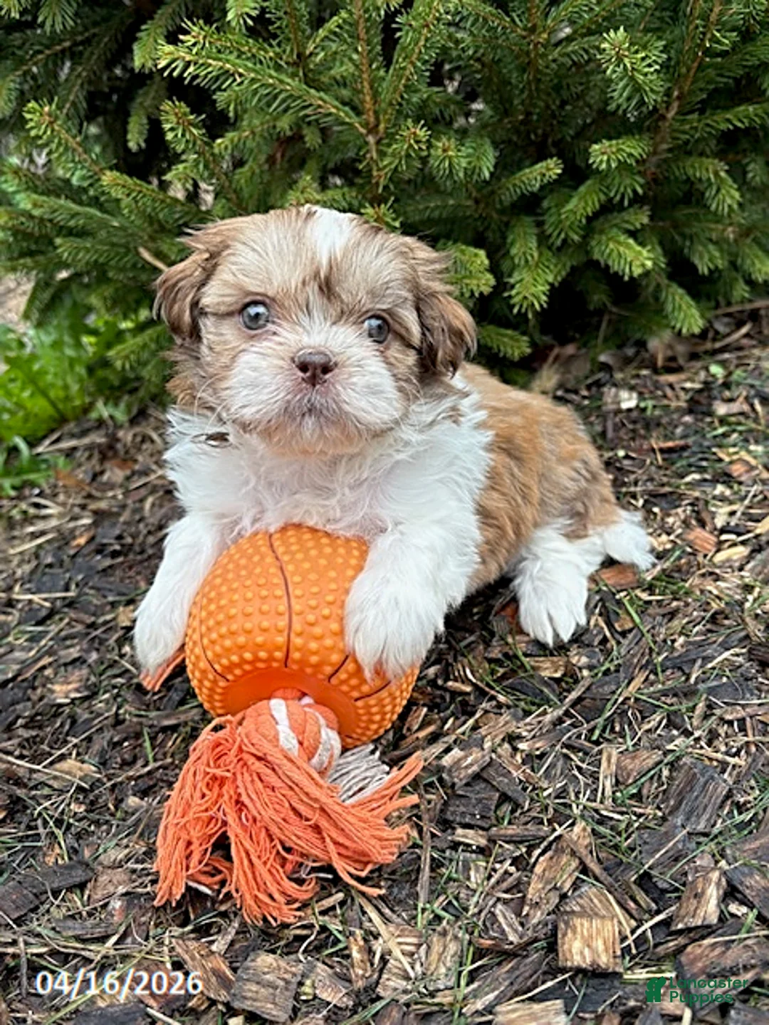Shih Tzu dogs for sale: Atticus - Ad 1