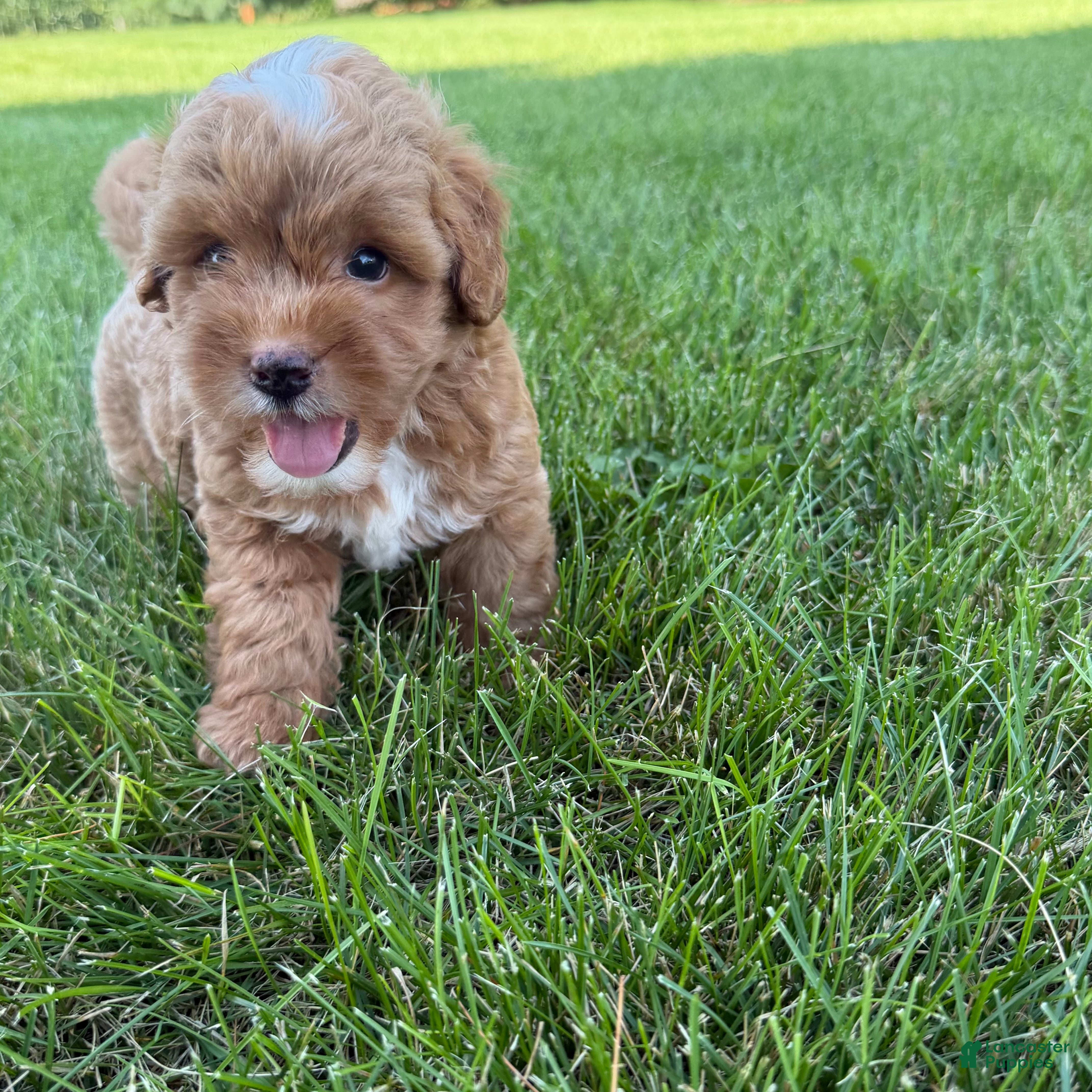 Mini Goldendoodle dogs Moose Mini Goldendoodle  - Ad 1