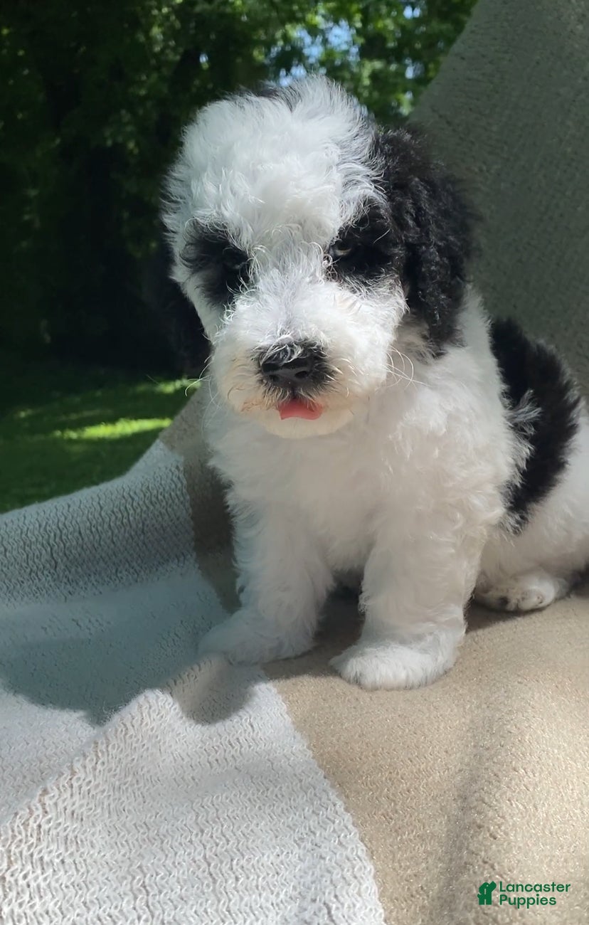 Mixed Breed dogs Pita - Ad 1