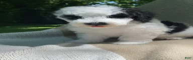 Pita