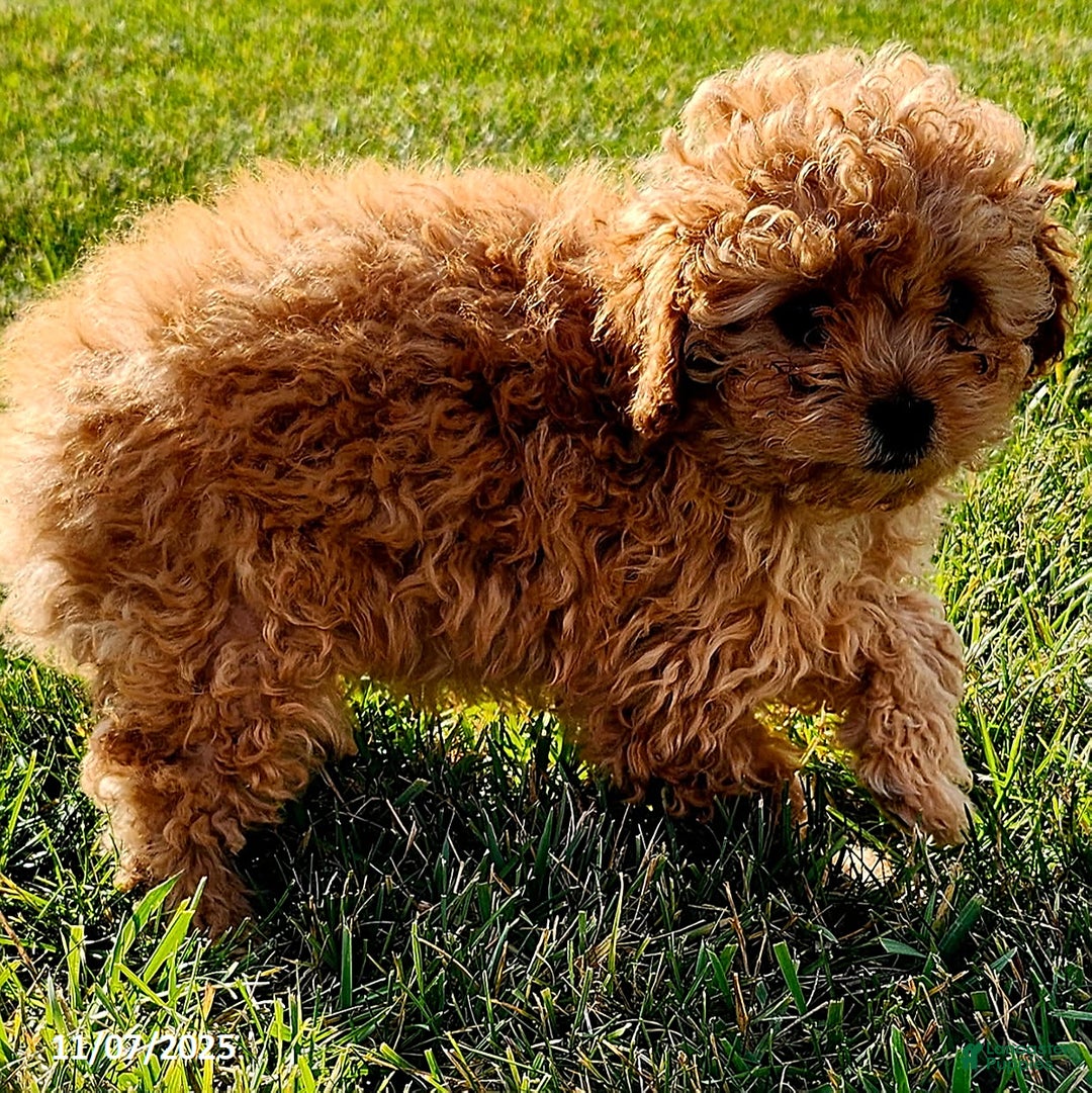 Cavapoo dogs for sale: Jake - Ad 6