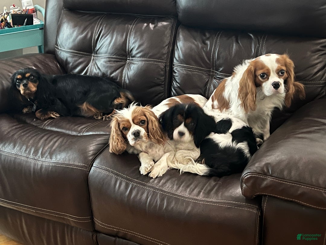 Cavalier King Charles Spaniel dogs for sale: Girl 1  - Ad 4