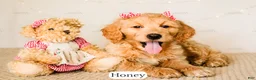 Goldendoodle dogs for sale: Honey - Ad 12
