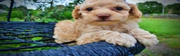 Havapoo dogs for sale: Ajax--SUMMER SALE!! $100 off listed price!!  - Ad 4