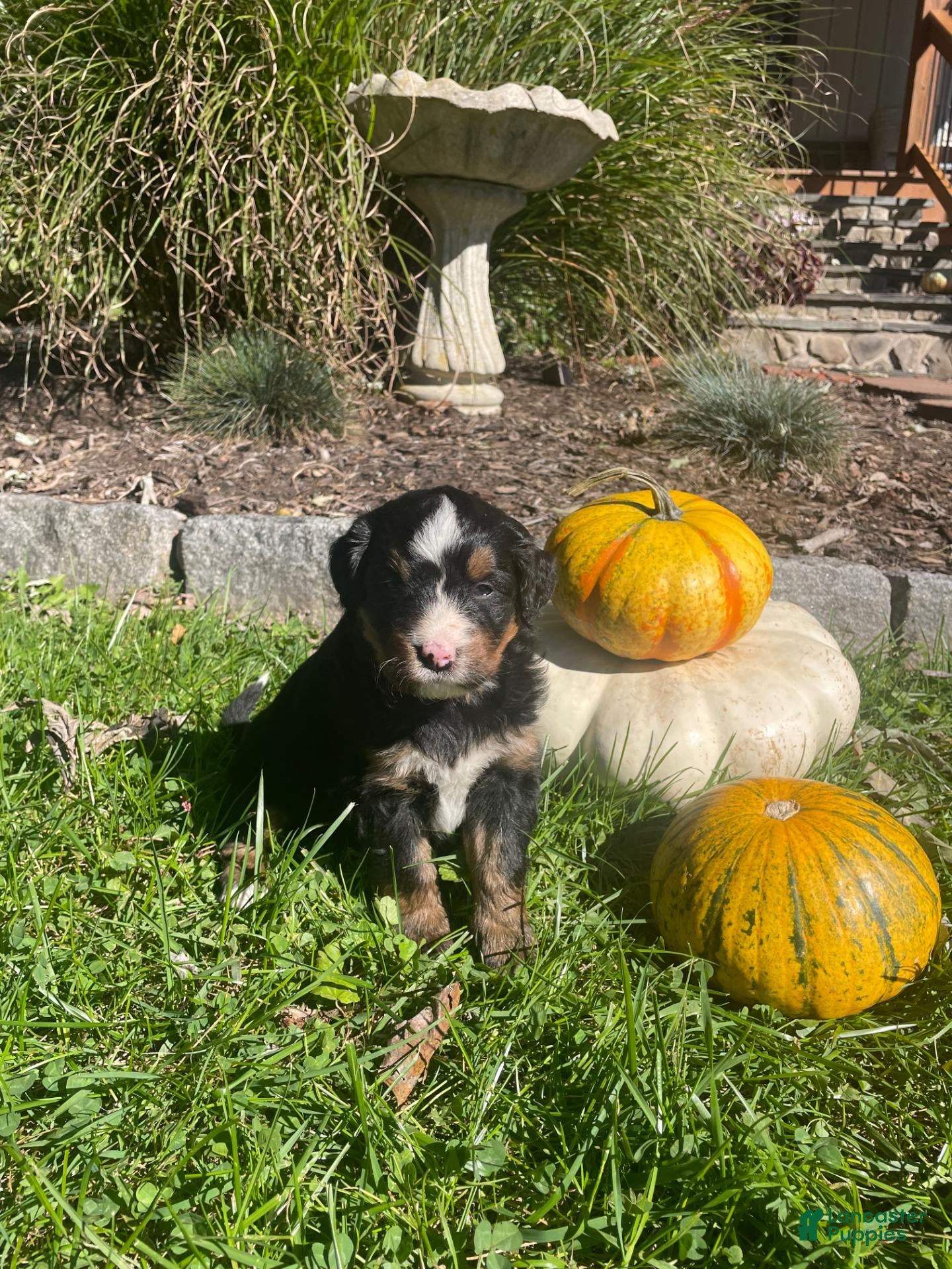 Mini Bernedoodle dogs Tatallini - Ad 2