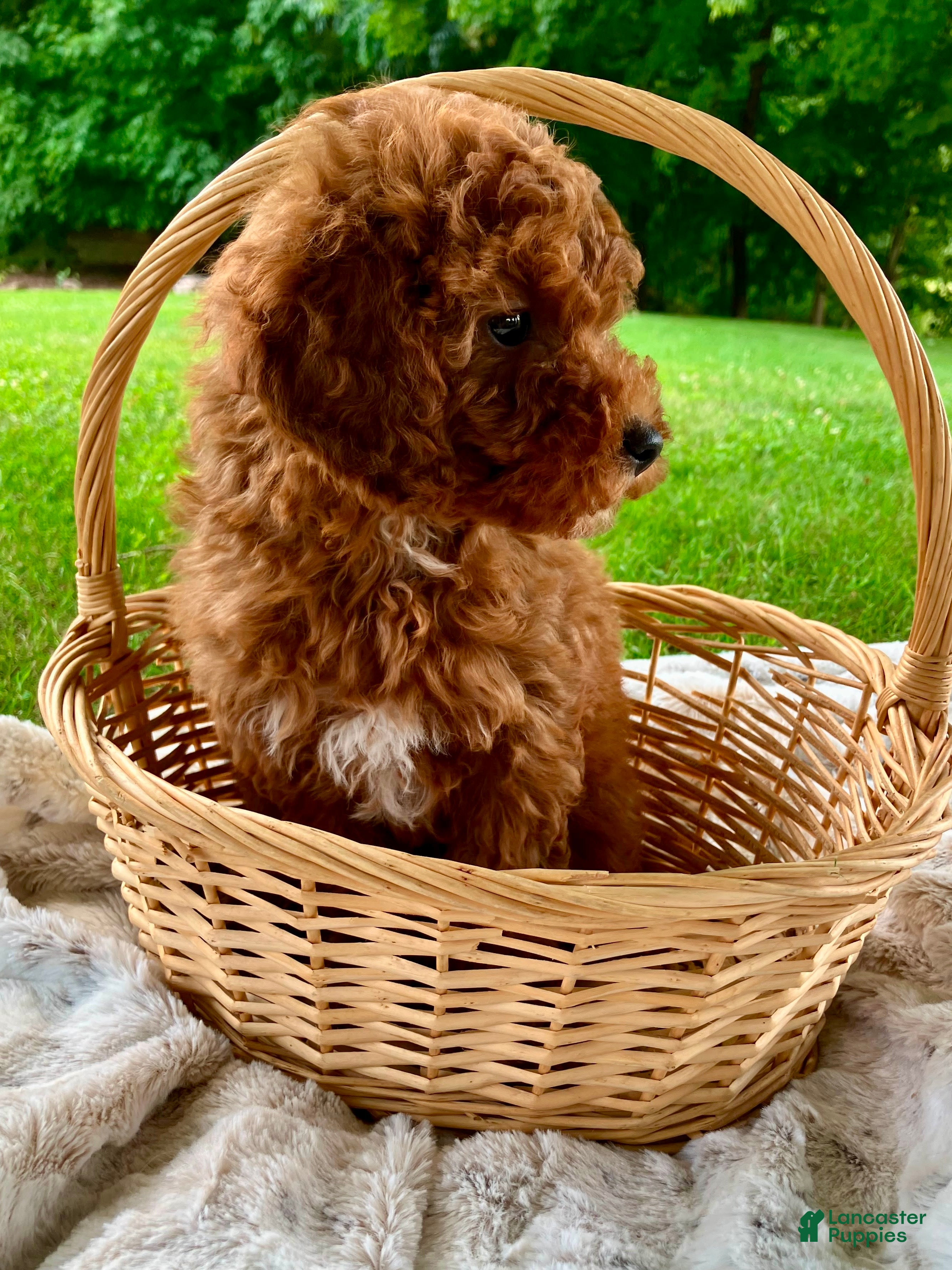 Miniature Poodle dogs Starla  - Ad 2