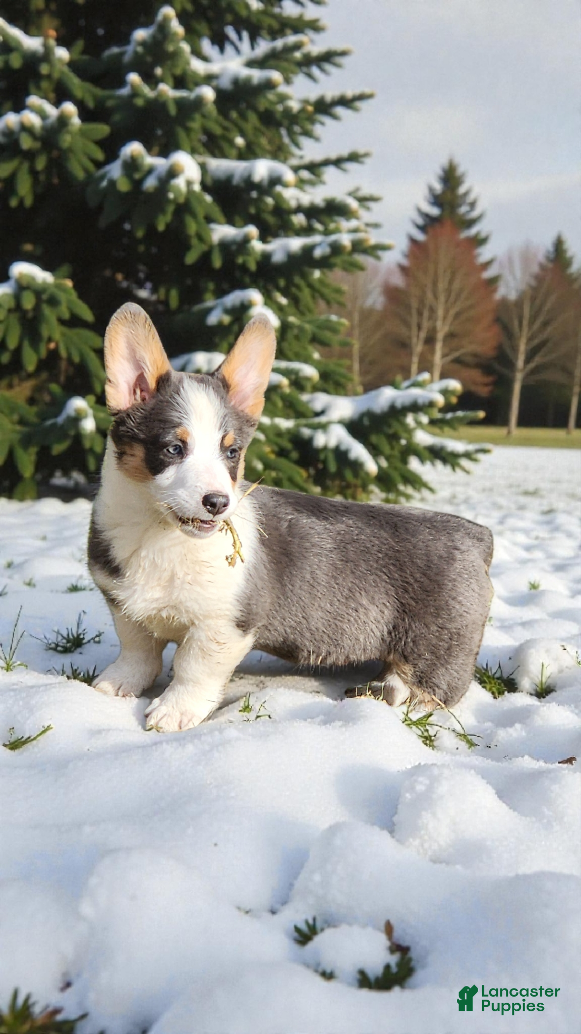 Welsh Corgi Pembroke dogs Arnie Bluie - Ad 7
