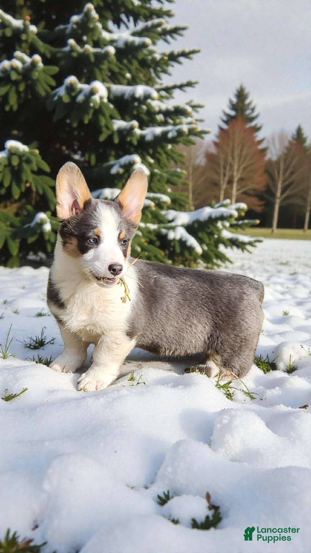 Welsh Corgi Pembroke dogs for sale: Arnie Bluie - Ad 7