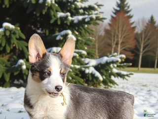 Welsh Corgi Pembroke dogs Arnie Bluie - Ad 26