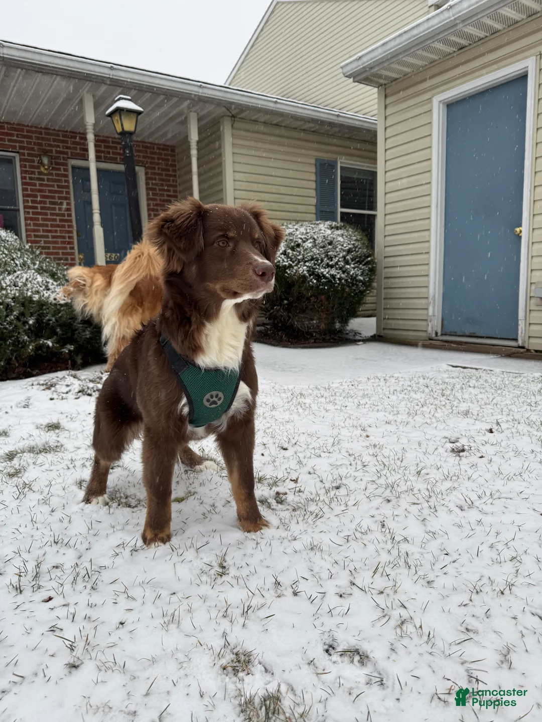 Australian Shepherd dogs for stud: Jensen - Ad 5