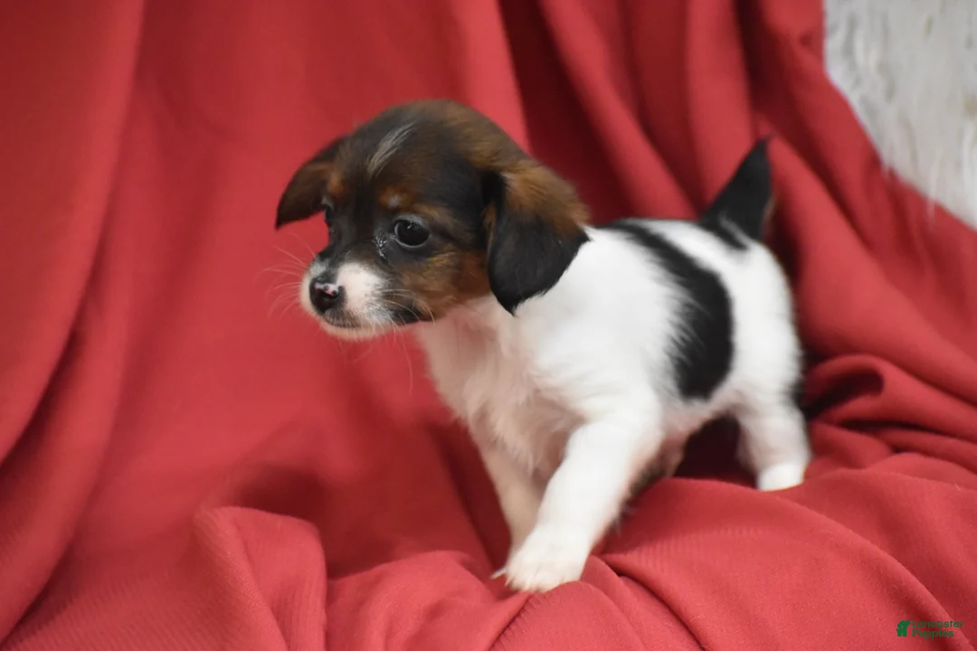 Yorkiepoo dogs for sale: Taco - Ad 3
