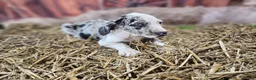 Catahoula Leopard Dog dogs for sale: Angel 2025 Female 1 - Ad 23