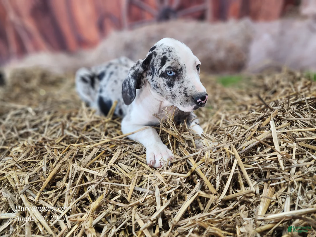 Catahoula Leopard Dog dogs for sale: Angel 2025 Female 1 - Ad 23