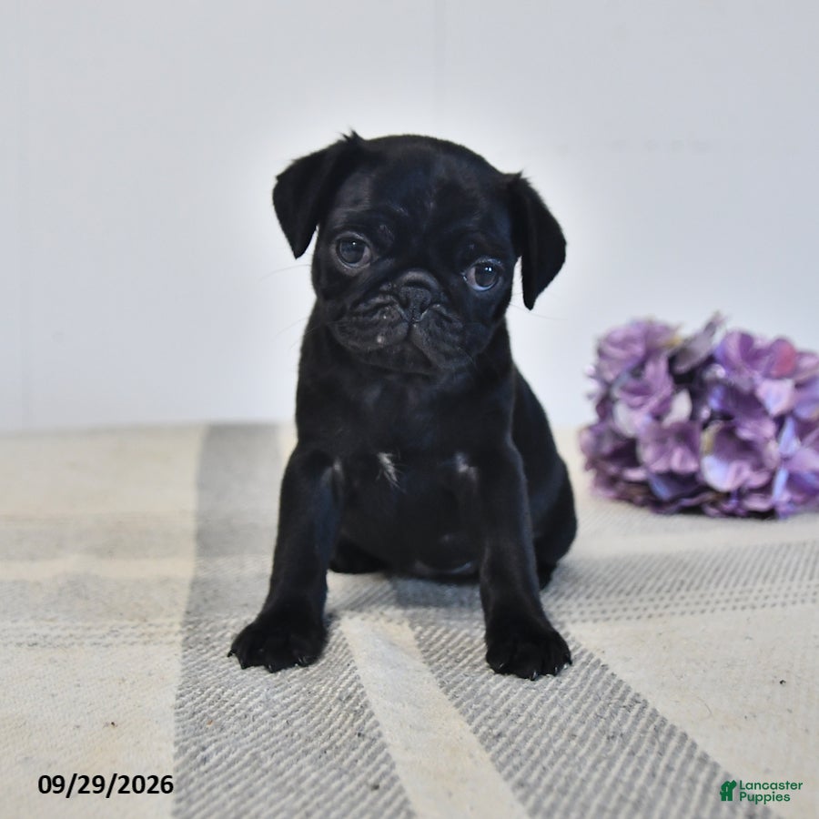 Pug dogs Odessa - Ad 1