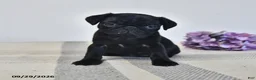 Pug dogs for sale: Odessa - Ad 1