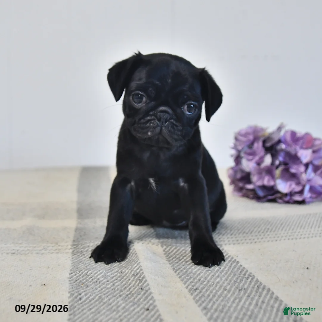 Pug dogs for sale: Odessa - Ad 1