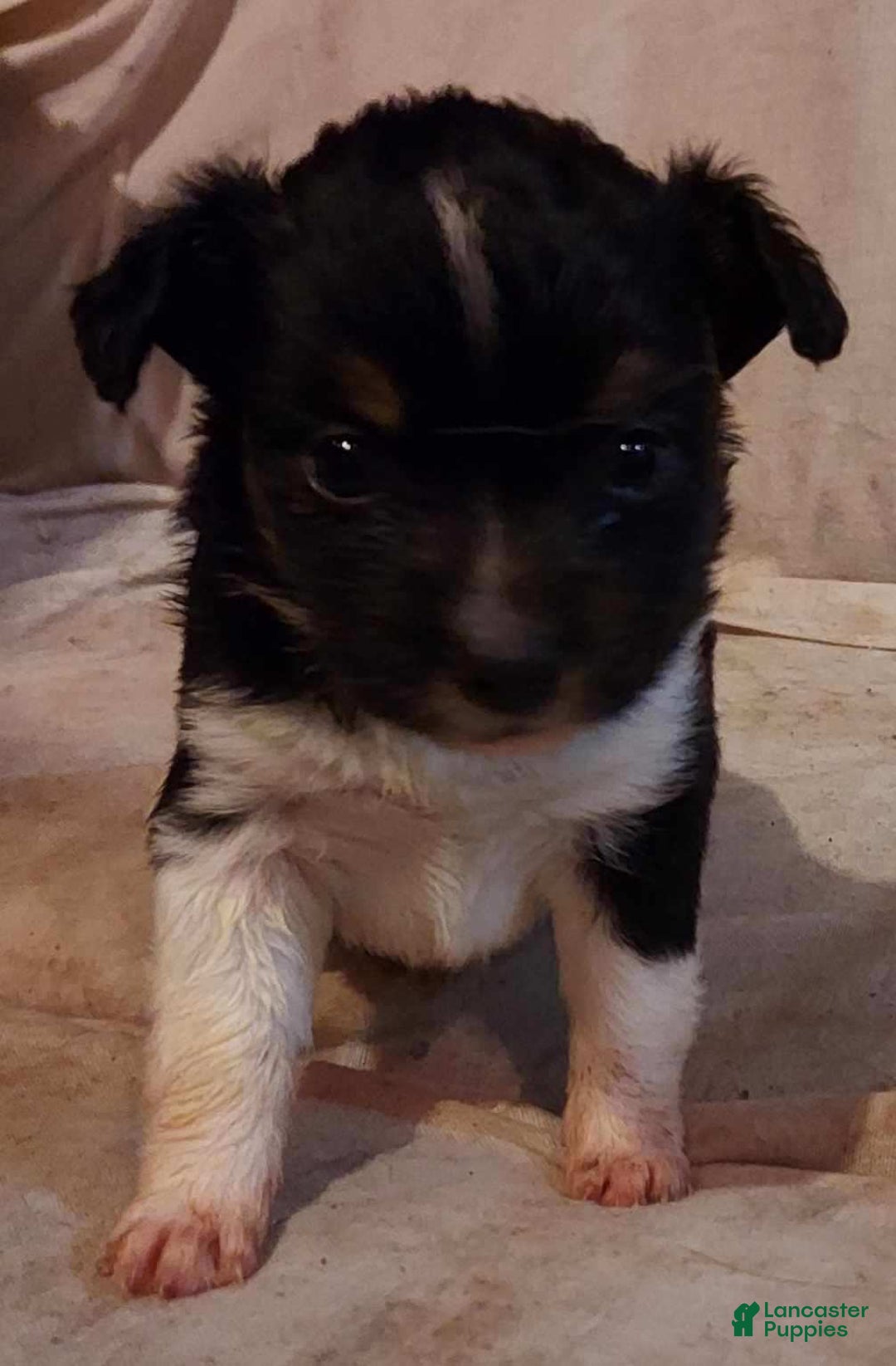 Toy Australian Shepherd dogs for sale: BEAU - Ad 10