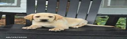 Labrador Retriever dogs for sale: Scout - Ad 4