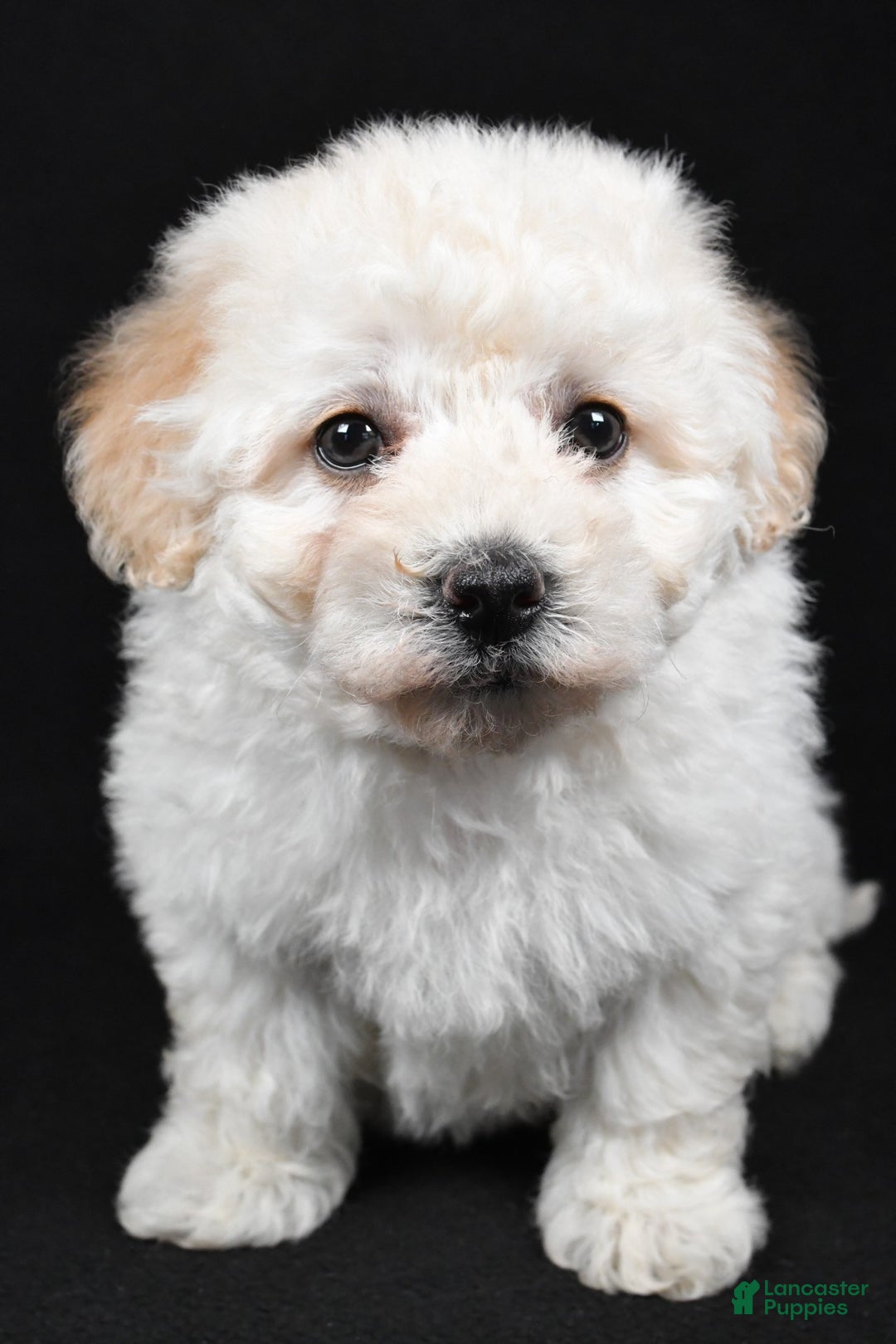 Bichpoo dogs for sale: wendy - Ad 4