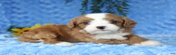 Cavapoo dogs for sale: Cavapoo 2 - Ad 3