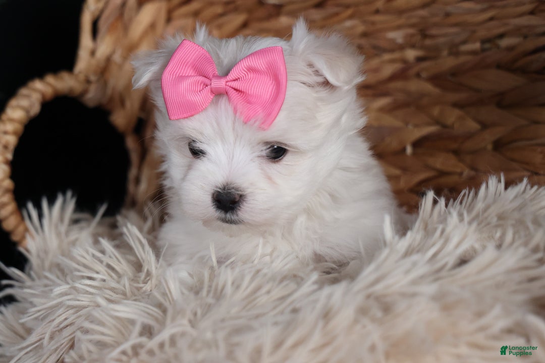 Maltese dogs for sale: ABBEY - Ad 23