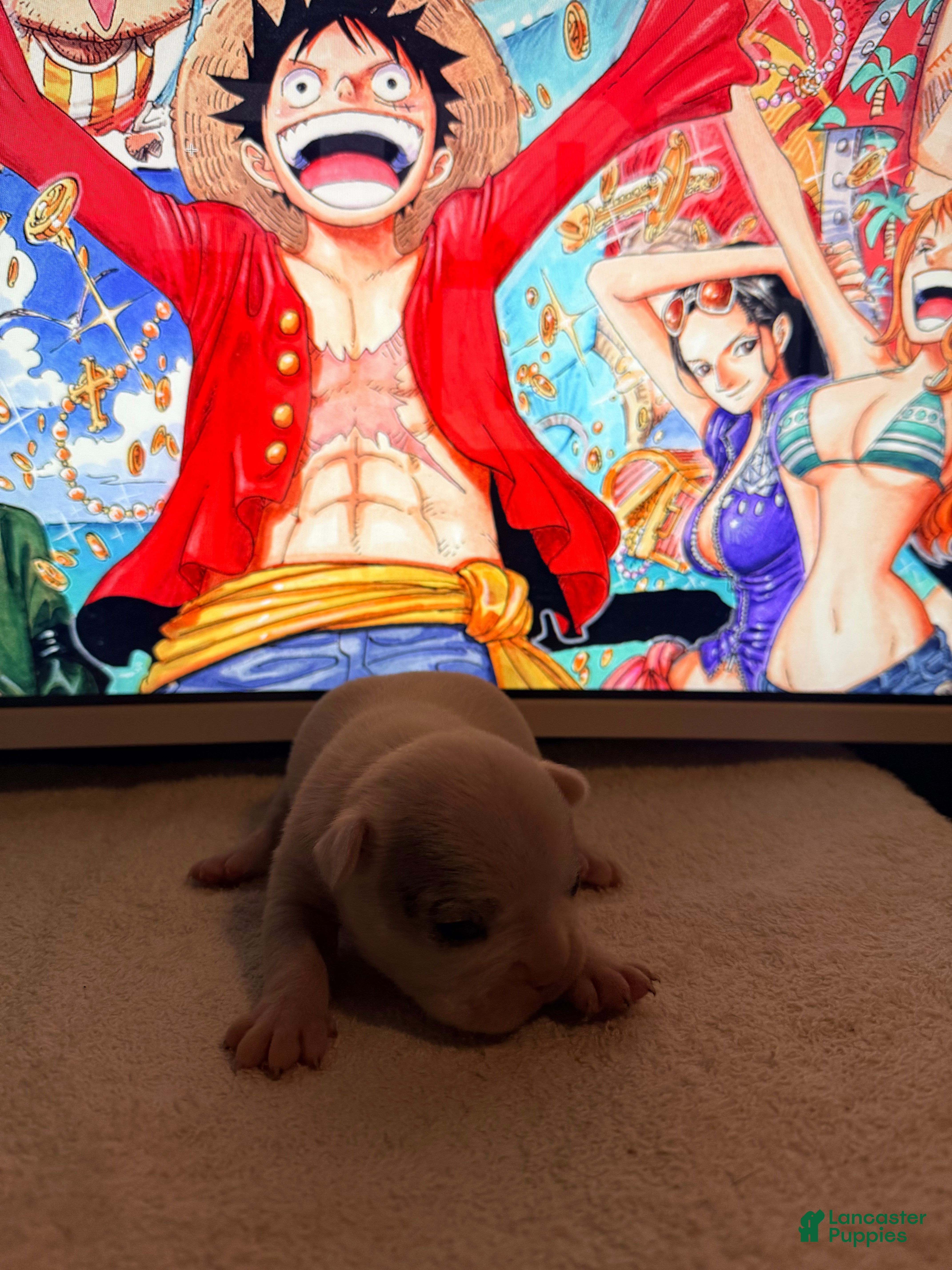 French Bulldog dogs for sale: Silvers Raleigh - Ad 1