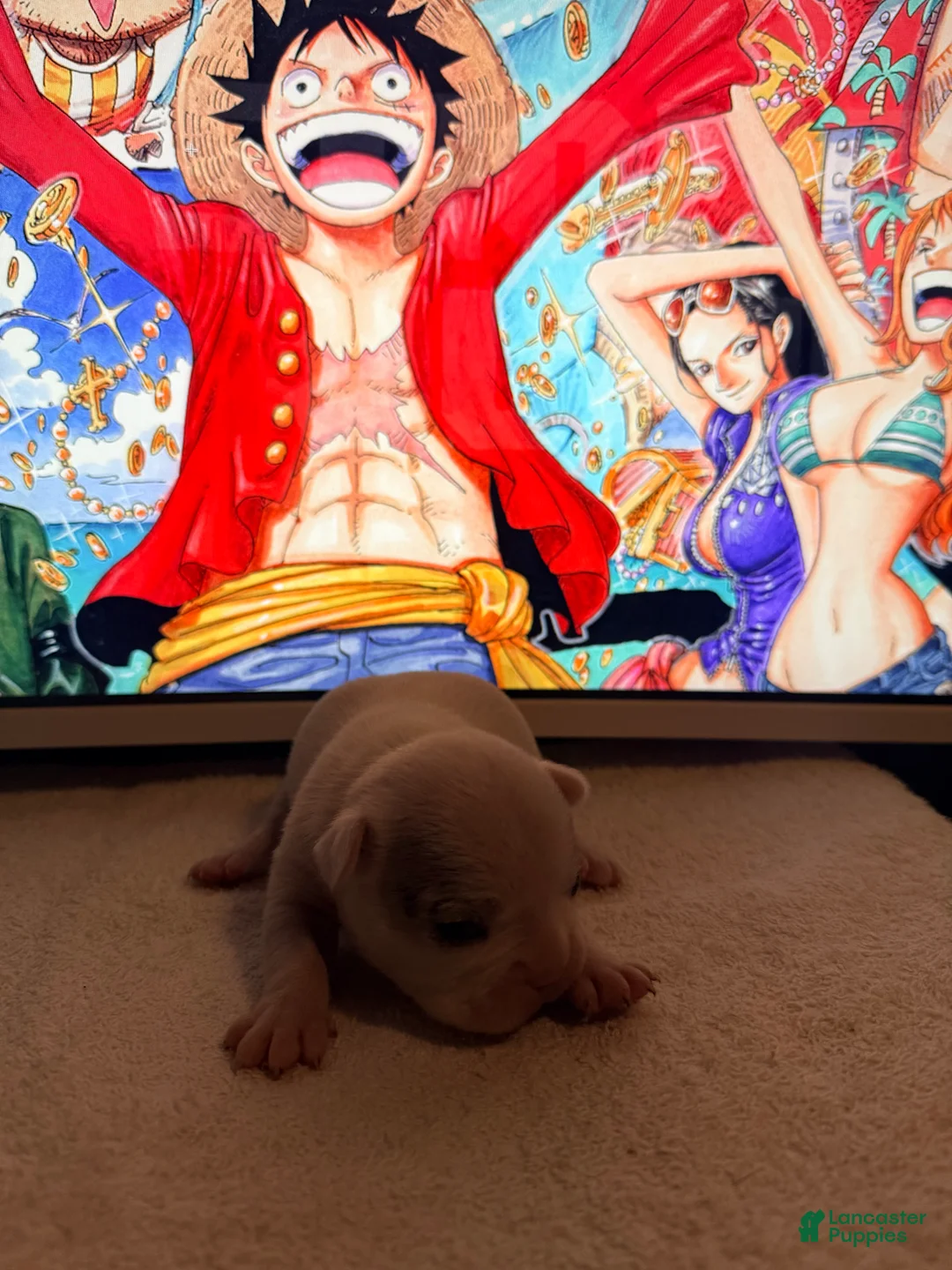 French Bulldog dogs for sale: Silvers Raleigh - Ad 1