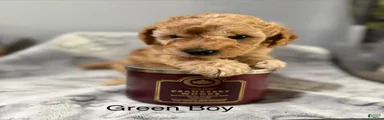 Mini Goldendoodle 5 green boy 