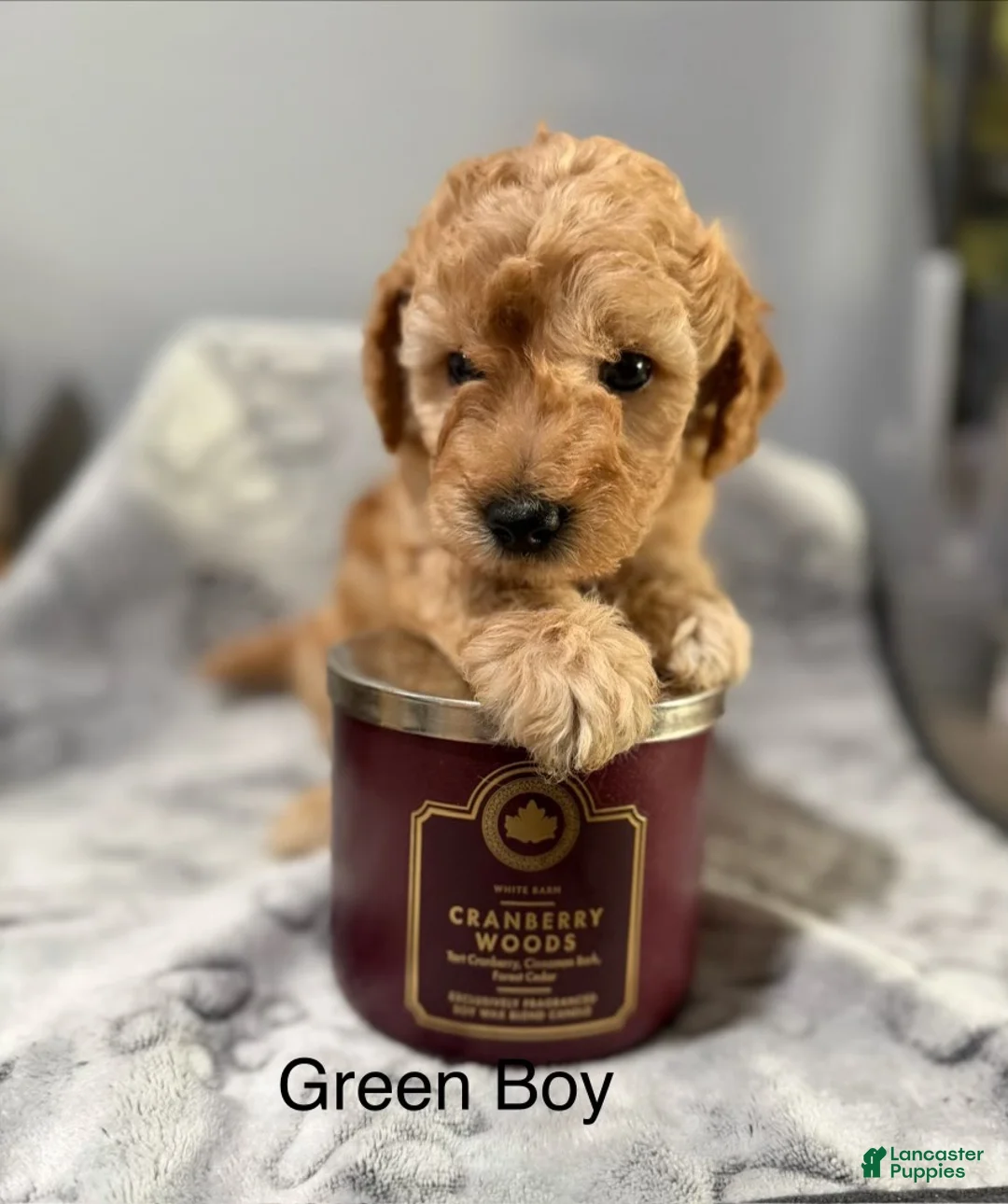 Mini Goldendoodle dogs for sale: Mini Goldendoodle 5 green boy  - Ad 1