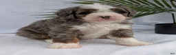Mini Bernedoodle dogs for sale: Mini Darcy  - Ad 35