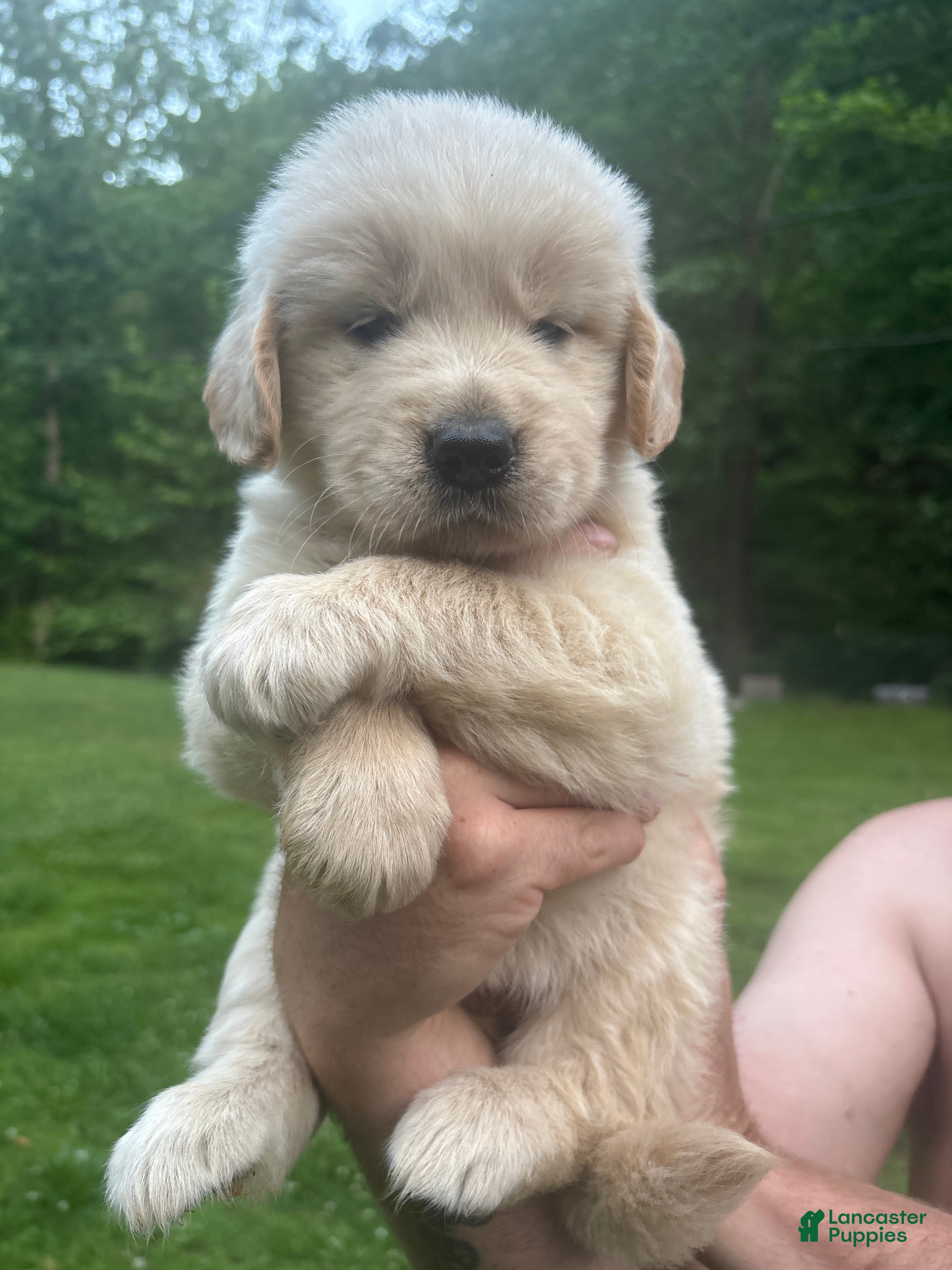 Golden Retriever dogs Golden Retriever Puppy 6 - Ad 34
