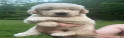 Golden Retriever dogs for sale: Golden Retriever Puppy 6 - Ad 1