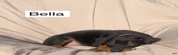 Doberman Pinscher dogs for sale: Bella - Ad 4