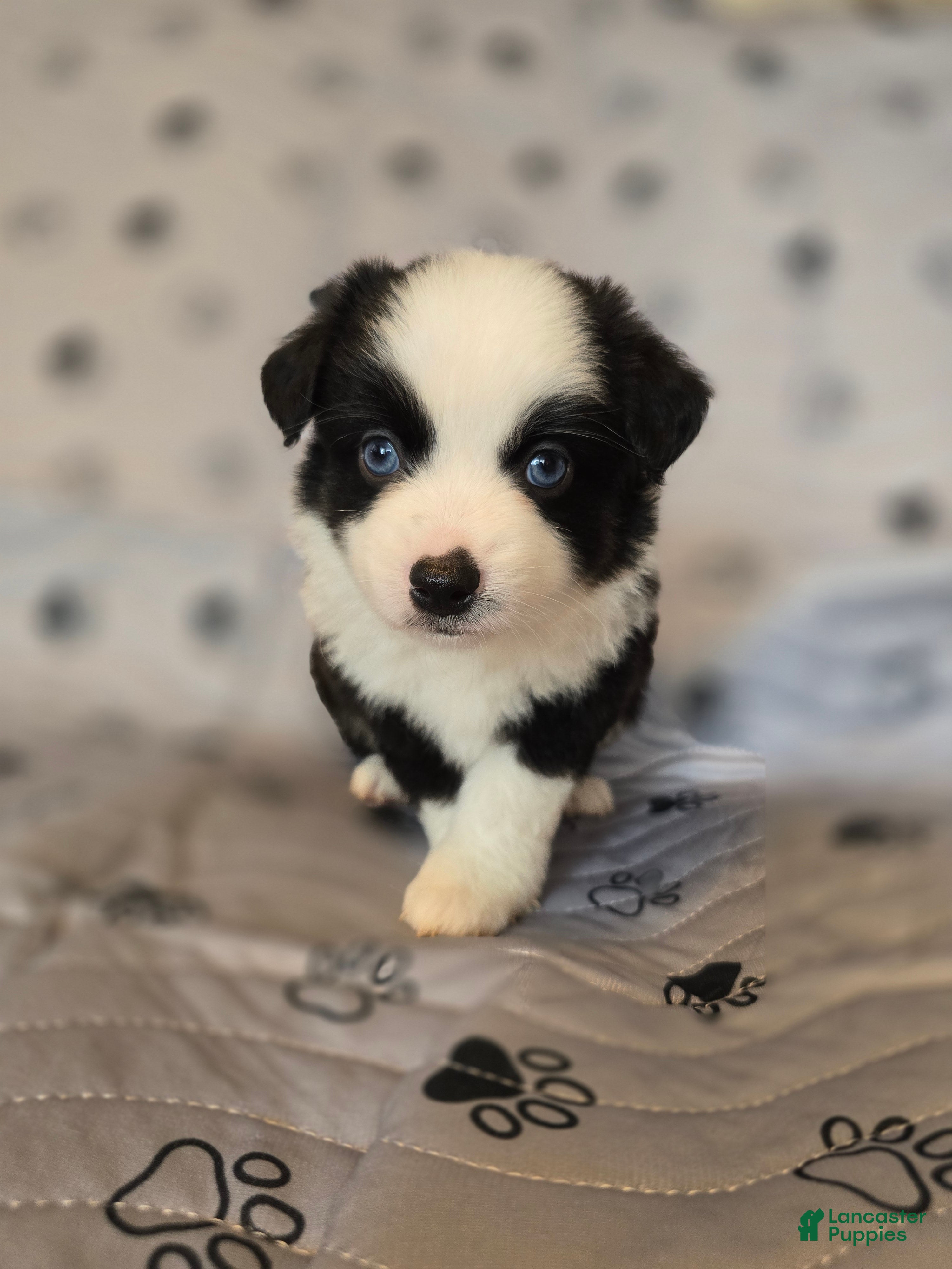 Miniature Australian Shepherd dogs Miniature Australian Shepherd Puppy 5 - Ad 36