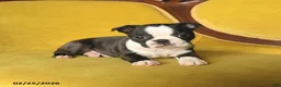 Boston Terrier dogs for sale: Shiloh - Ad 3