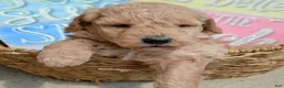 Mini Goldendoodle dogs for sale: Dotty Mini Goldendoodle 2 - Ad 5